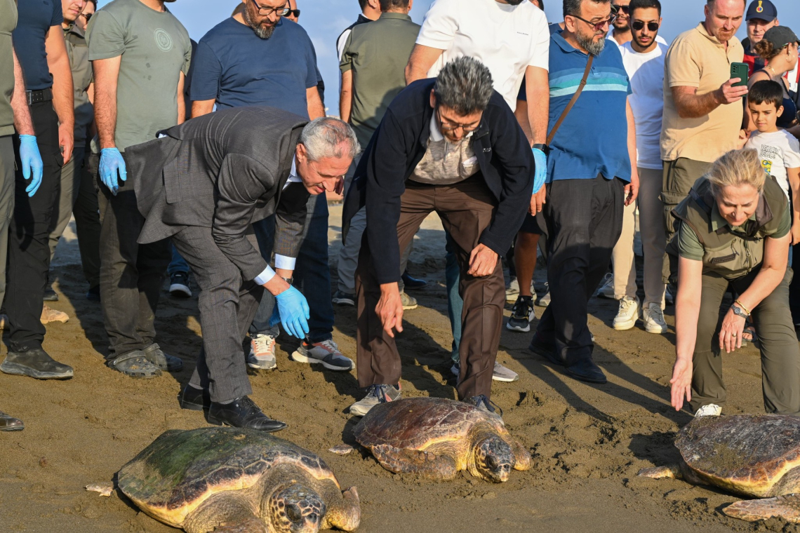 Tedavi Edilen Carettalar Samandağ’da Özgürlüğüne Kavuştu