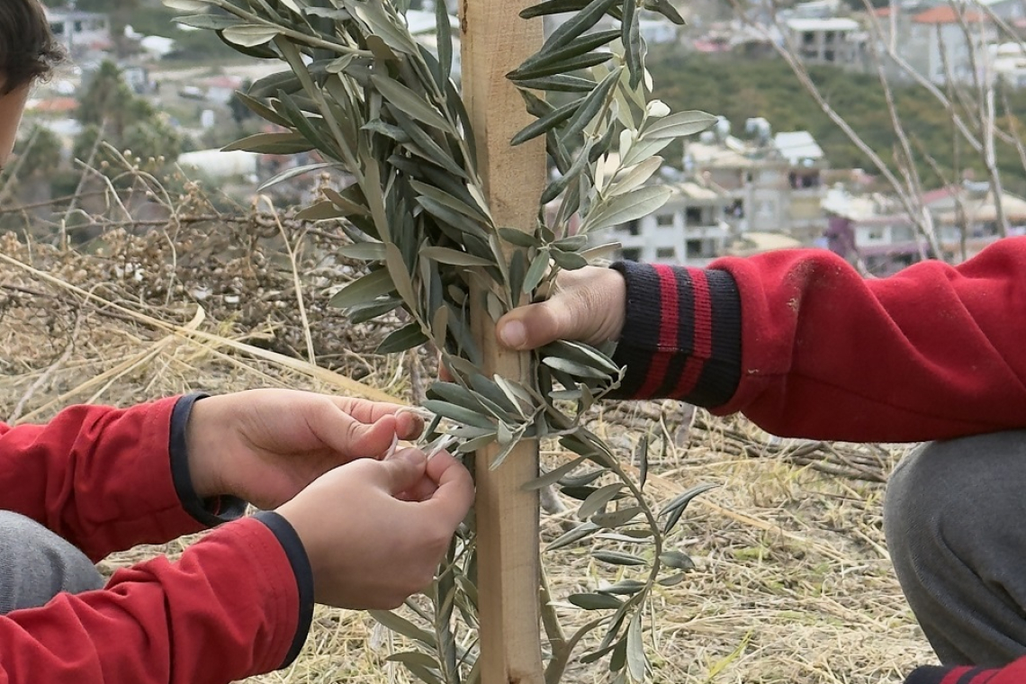 Kervan’dan Okul Bahçelerine Zeytin 