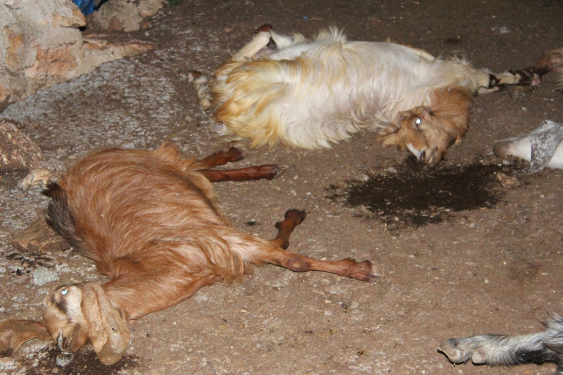 BESİCİ ŞENGÜL: SORUMLULAR BULUNSUN