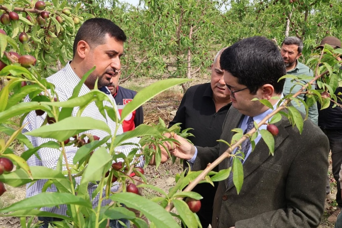 ARSUZ ÜRETİM DESENİNE BOREAL NEKTARİN DE EKLENDİ