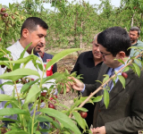 ARSUZ ÜRETİM DESENİNE BOREAL NEKTARİN DE EKLENDİ