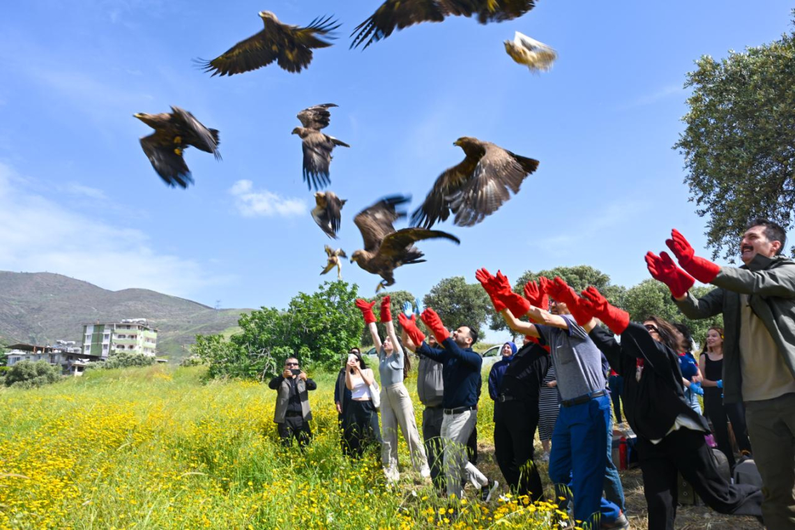 Tedavi Edilen Yabani Kuşlar Doğaya Salındı