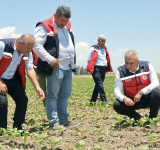 HATAY’DA BUĞDAY HASADI BAŞLADI