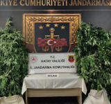 Jandarmadan Kenevir Operasyonu